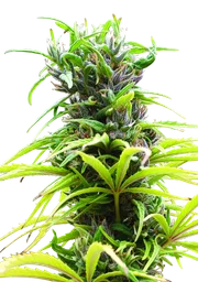 Hawaii Maui Waui