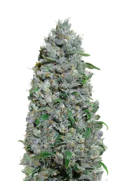 Afghan Mass XXL Auto
