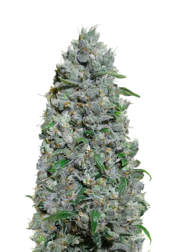 Afghan Mass XXL Auto