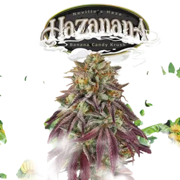 Hazanana