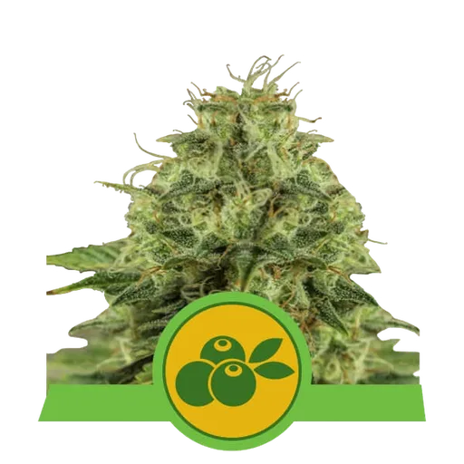 Haze Berry Auto