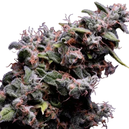 Hazy Kush S1