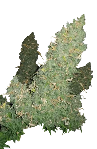 Heisenberg Special Auto