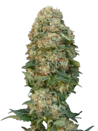 Afghan Skunk