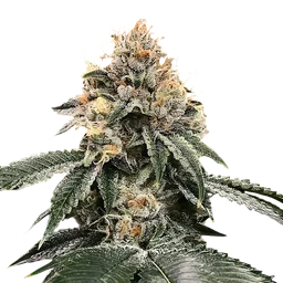 HG23 (Michael Jordan) Auto