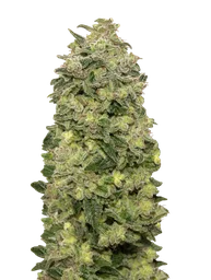 Afghan Skunk Auto