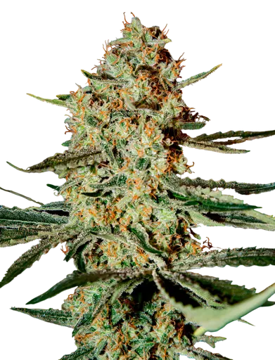 Himalayan Gold