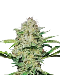 Hindu Kush