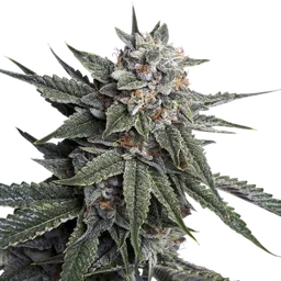 Holy Grail Kush