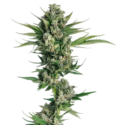 Honeycomb Chem
