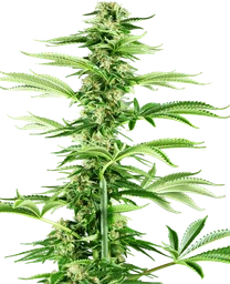 Honey Melon Haze
