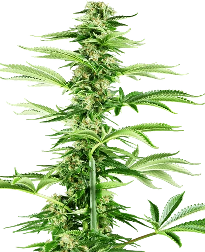Honey Melon Haze