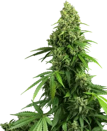 Honey Melon Kush Auto