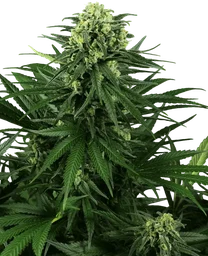 Honey Melon Kush
