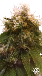 Honey OG