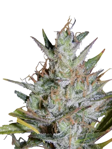 Hubbabubbasmelloscope Auto
