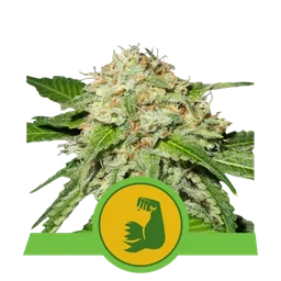 HulkBerry Auto