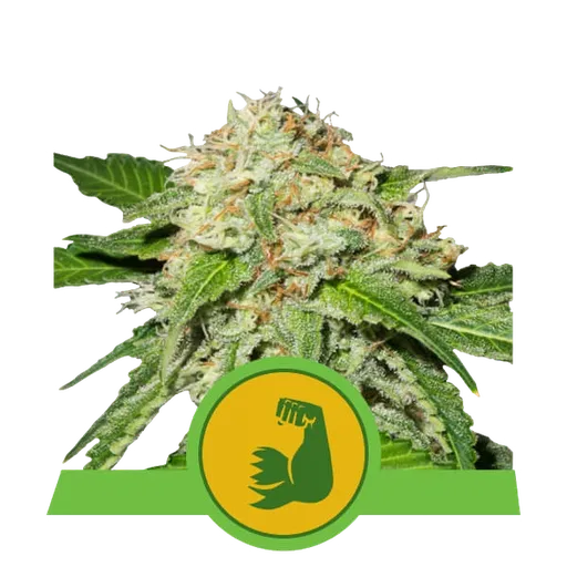 HulkBerry Auto