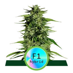 Hyperion F1 Auto