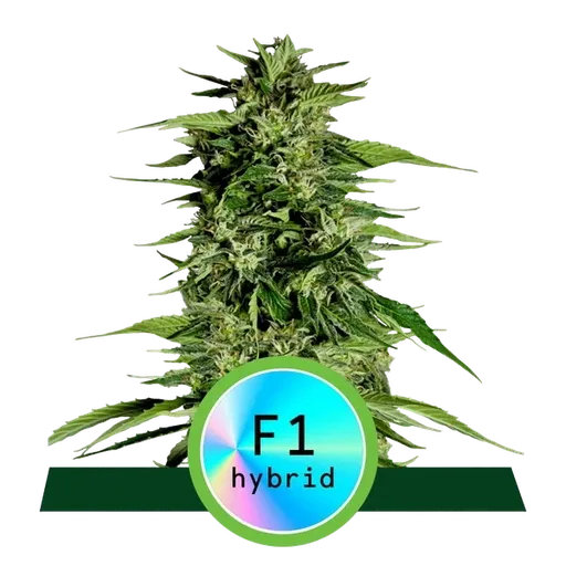 Hyperion F1