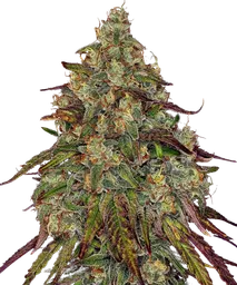 Amnesia Lemon