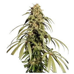 Ice Cream Haze