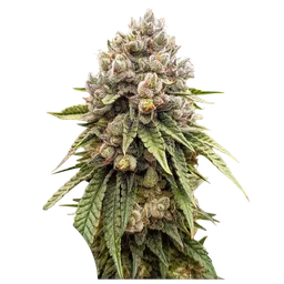 Ice Cream Haze