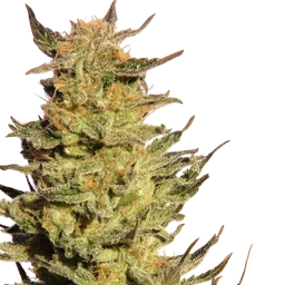 Indica Cream (Kreamy Karamel)