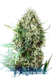 Jack Diesel