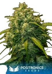 Jack Diesel CBD