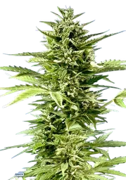 Jack Diesel Express Auto