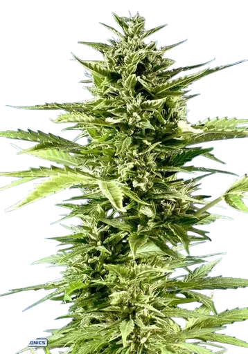 Jack Diesel Express Auto