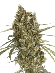 Jack Herer Auto