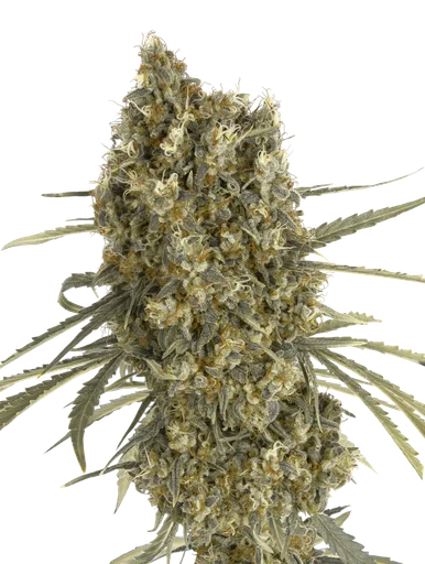 Jack Herer Auto