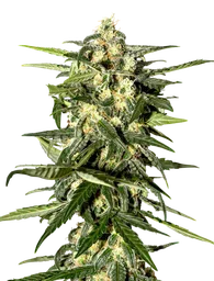 Jack Herer Auto