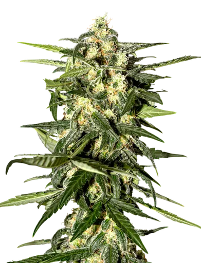 Jack Herer Auto
