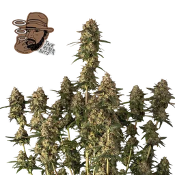 Jack Herer Auto