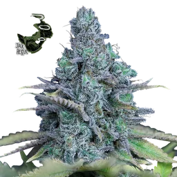 Jack Herer