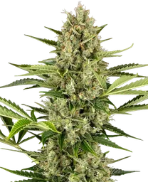 Jack Herer Auto