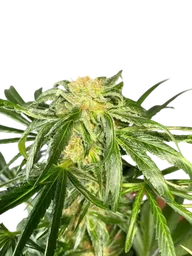 Jack Herer