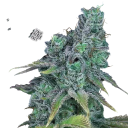 Jack Herer Fast