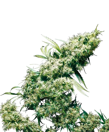 Jamaican Pearl