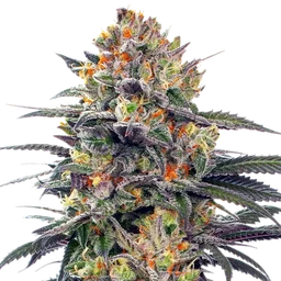 Jealous Mary Auto