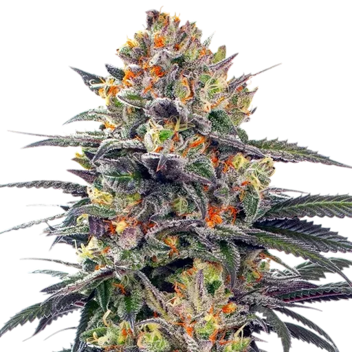 Jealous Mary Auto