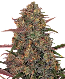 Pineapple Chunk
