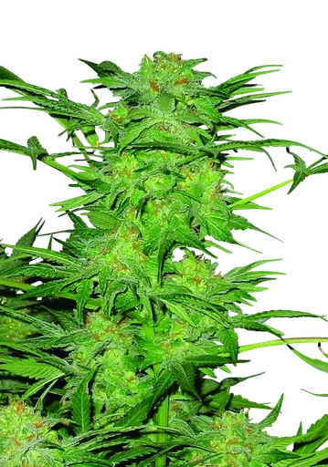 AK-48