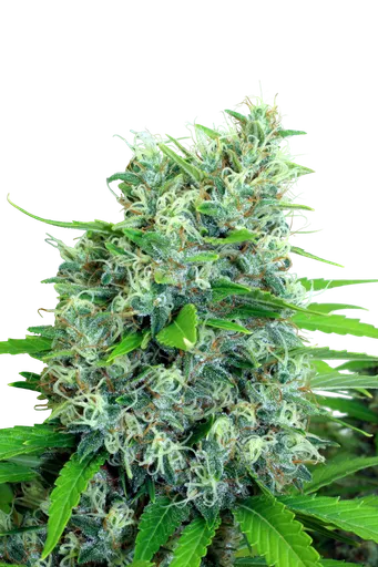 Kali Bubba