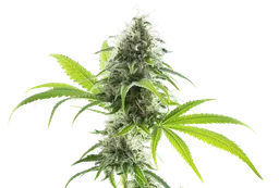 Kama Kush CBD