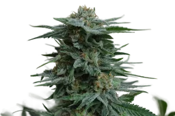 AK Kush