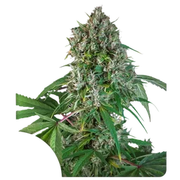 Karels Herer Haze